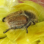 Eriesthis species